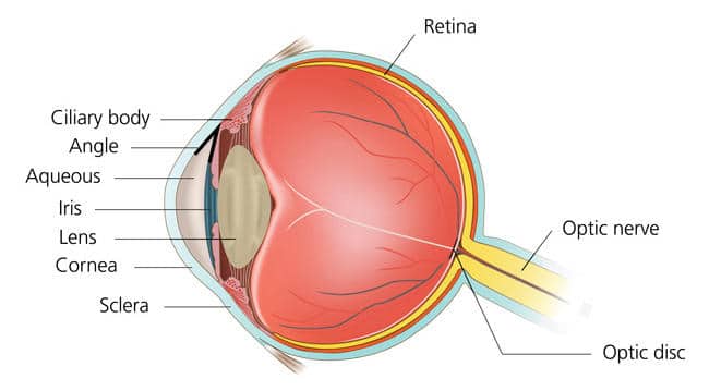 Illustration Showing The Anatomy Of The Eye With Labels