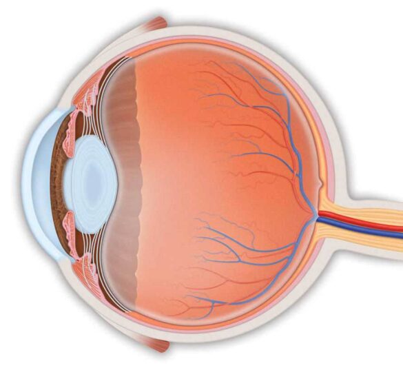 Anatomy of the eye