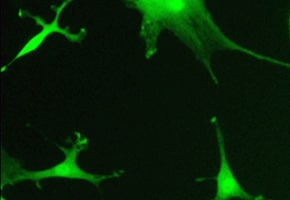 laboratory image of progenitor cells